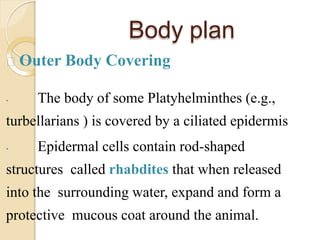 Body plan
Outer Body Covering
• The body of some Platyhelminthes (e.g.,
turbellarians ) is covered by a ciliated epidermis
• Epidermal cells contain rod-shaped
structures called rhabdites that when released
into the surrounding water, expand and form a
protective mucous coat around the animal.
 