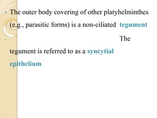 • The outer body covering of other platyhelminthes
(e.g., parasitic forms) is a non-ciliated tegument
• The
tegument is referred to as a syncytial
epithelium
 