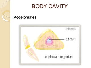 BODY CAVITY
Acoelomates
 