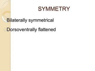 SYMMETRY
Bilaterally symmetrical
Dorsoventrally flattened
 