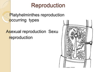 Reproduction
Platyhelminthes reproduction
occurring types
Asexual reproduction Sexual
reproduction
 
