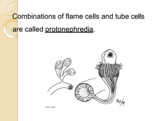 Combinations of flame cells and tube cells
are called protonephredia.
 