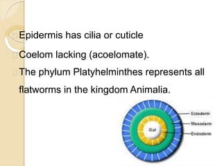 Epidermis has cilia or cuticle
Coelom lacking (acoelomate).
The phylum Platyhelminthes represents all
flatworms in the kingdom Animalia.
 