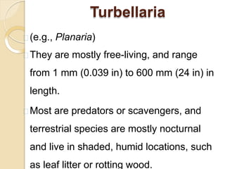 Turbellaria
(e.g., Planaria)
They are mostly free-living, and range
from 1 mm (0.039 in) to 600 mm (24 in) in
length.
Most are predators or scavengers, and
terrestrial species are mostly nocturnal
and live in shaded, humid locations, such
as leaf litter or rotting wood.
 