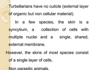 Turbellarians have no cuticle (external layer
of organic but non cellular material).
In a few species, the skin is a
syncytium, a collection of cells with
multiple nuclei and a single, shared,
external membrane.
However, the skins of most species consist
of a single layer of cells.
Non parasitic animals.
 