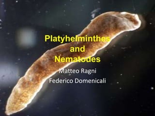 Platyhelminthes
      and
  Nematodes
    Matteo Ragni
 Federico Domenicali
 