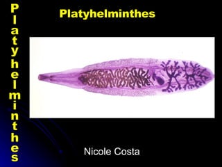 Nicole Costa Platyhelminthes Platyhelminthes 