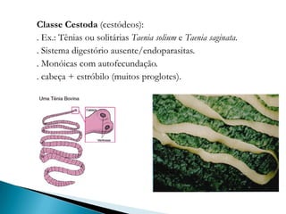 Classe Cestoda (cestódeos):
. Ex.: Tênias ou solitárias Taenia solium e Taenia saginata.
. Sistema digestório ausente/endoparasitas.
. Monóicas com autofecundação.
. cabeça + estróbilo (muitos proglotes).
 