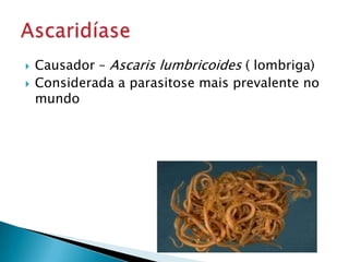  Causador – Ascaris lumbricoides ( lombriga)
 Considerada a parasitose mais prevalente no
mundo
 