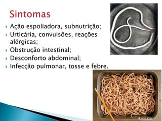  Ação espoliadora, subnutrição;
 Urticária, convulsões, reações
alérgicas;
 Obstrução intestinal;
 Desconforto abdominal;
 Infecção pulmonar, tosse e febre.
 