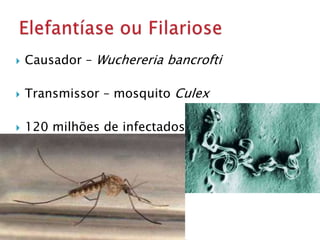  Causador – Wuchereria bancrofti
 Transmissor – mosquito Culex
 120 milhões de infectados
 