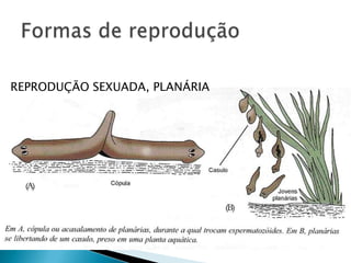 REPRODUÇÃO SEXUADA, PLANÁRIA
 