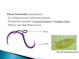 Classe Trematoda (trematódeos):
. Ex.: Esquistossomo (Schistossoma mansoni).
. Ectoparasita causador da esquistossomose ou barriga-d’água.
. Dióicos com dimorfismo sexual.
fêmea
macho
Ovo do esquistossomo
 