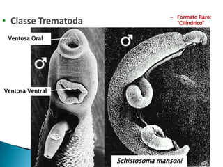 Schistosoma mansoni
Ventosa Oral
Ventosa Ventral
♂
♂
– Formato Raro:
“Cilíndrico”• Classe Trematoda
 