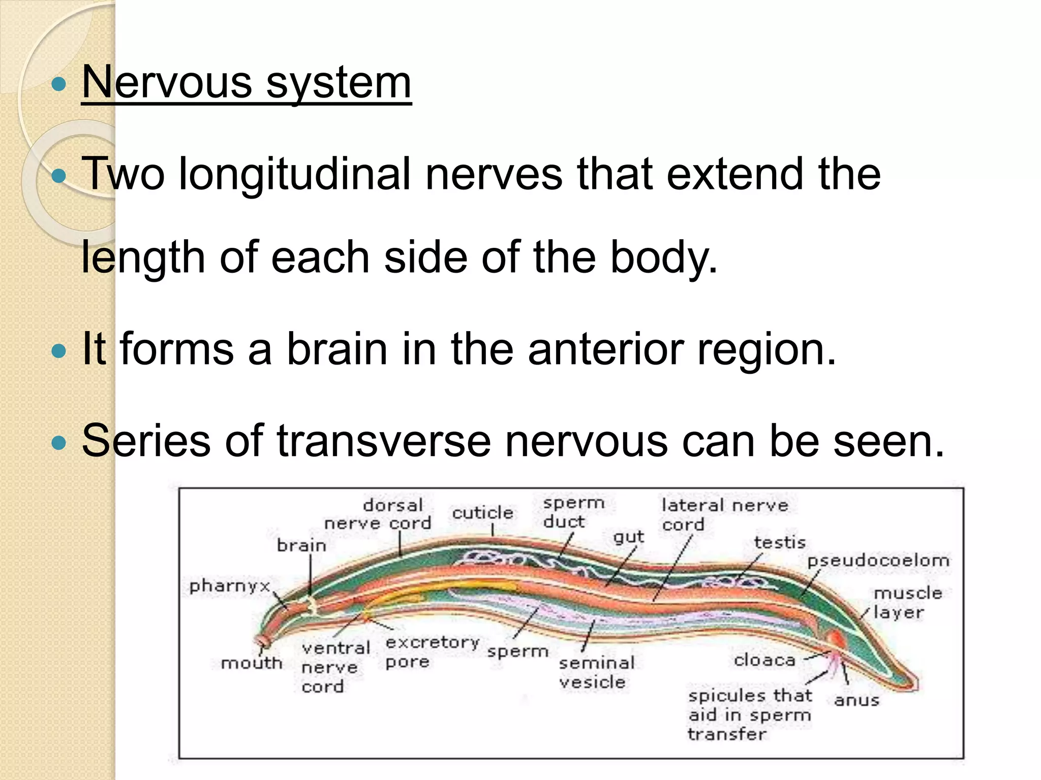  Nervous system
 Two longitudinal nerves that extend the
length of each side of the body.
 It forms a brain in the anterior region.
 Series of transverse nervous can be seen.
 