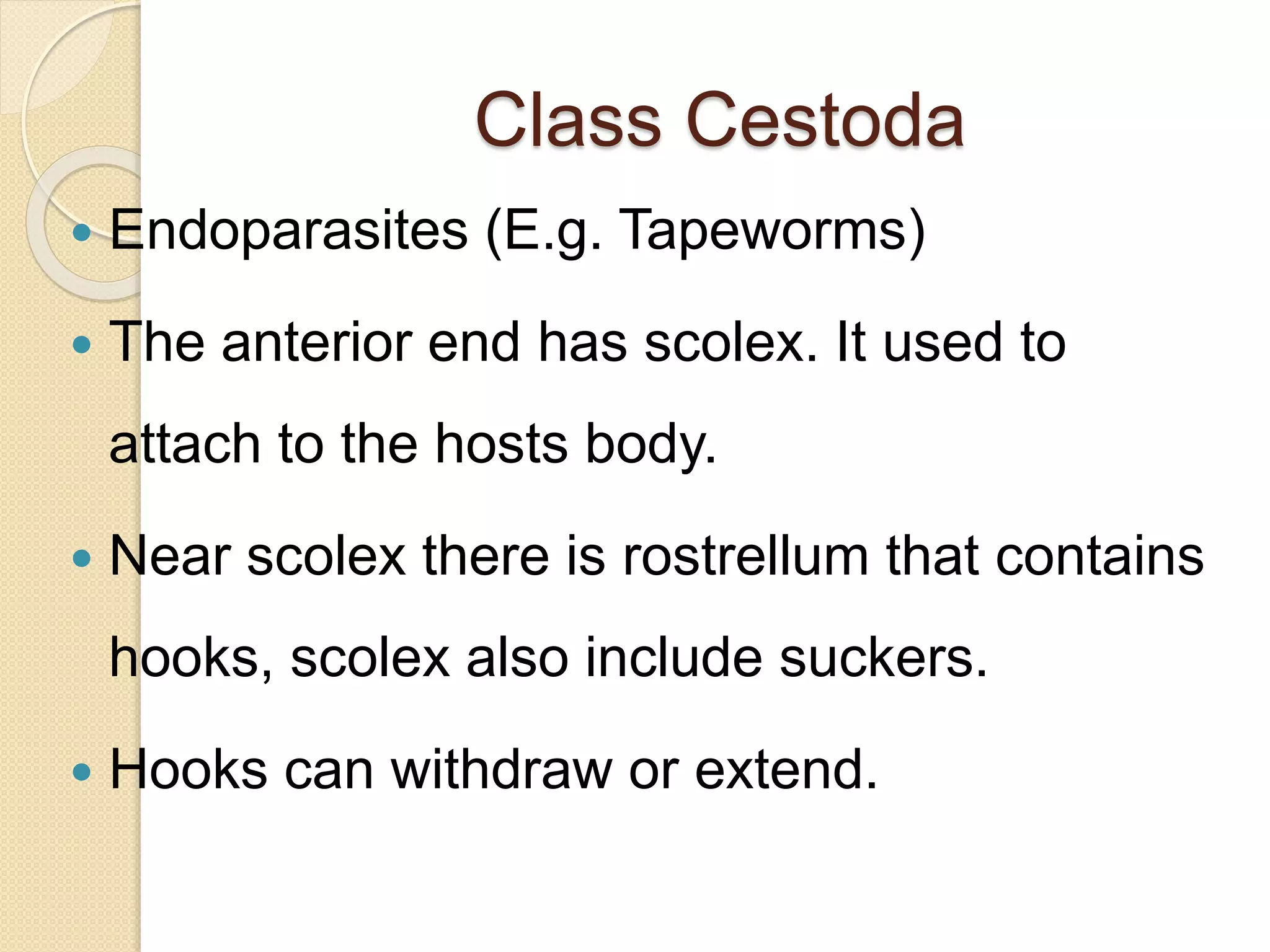 Class Cestoda
 Endoparasites (E.g. Tapeworms)
 The anterior end has scolex. It used to
attach to the hosts body.
 Near scolex there is rostrellum that contains
hooks, scolex also include suckers.
 Hooks can withdraw or extend.
 