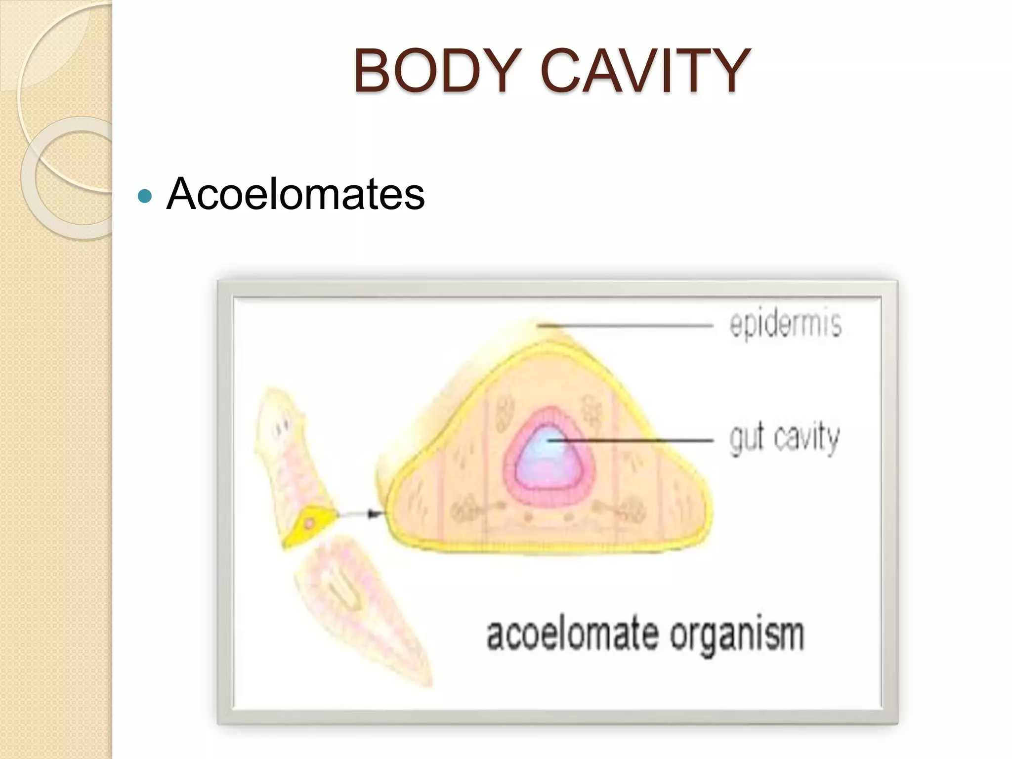BODY CAVITY
 Acoelomates
 