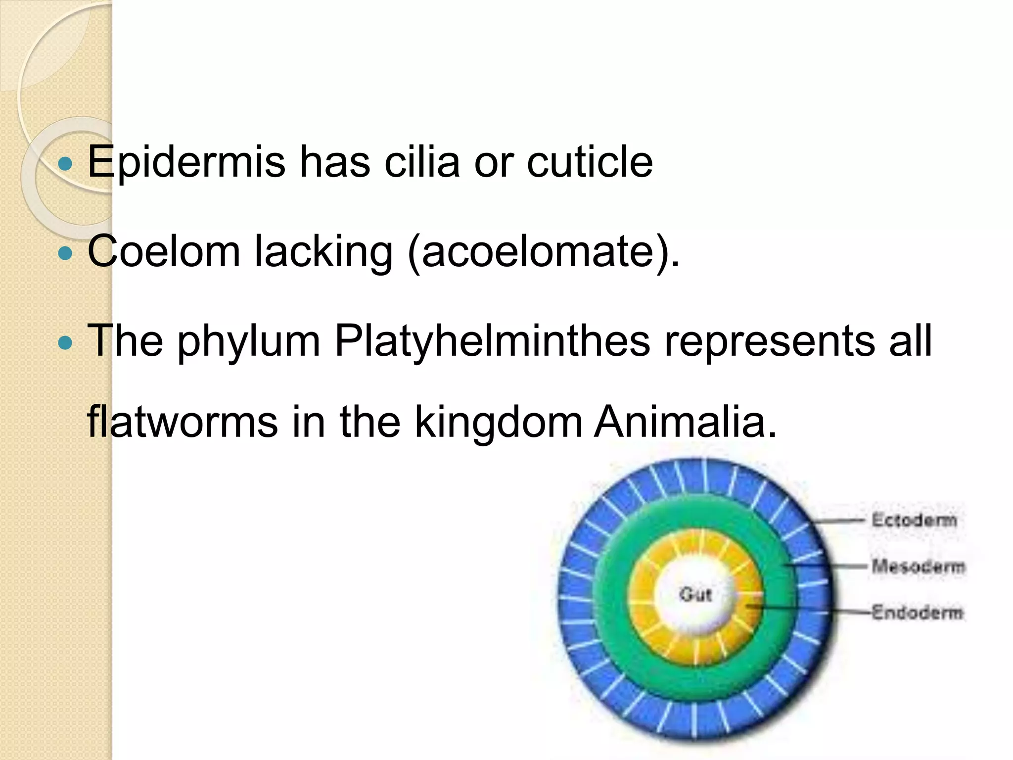  Epidermis has cilia or cuticle
 Coelom lacking (acoelomate).
 The phylum Platyhelminthes represents all
flatworms in the kingdom Animalia.
 