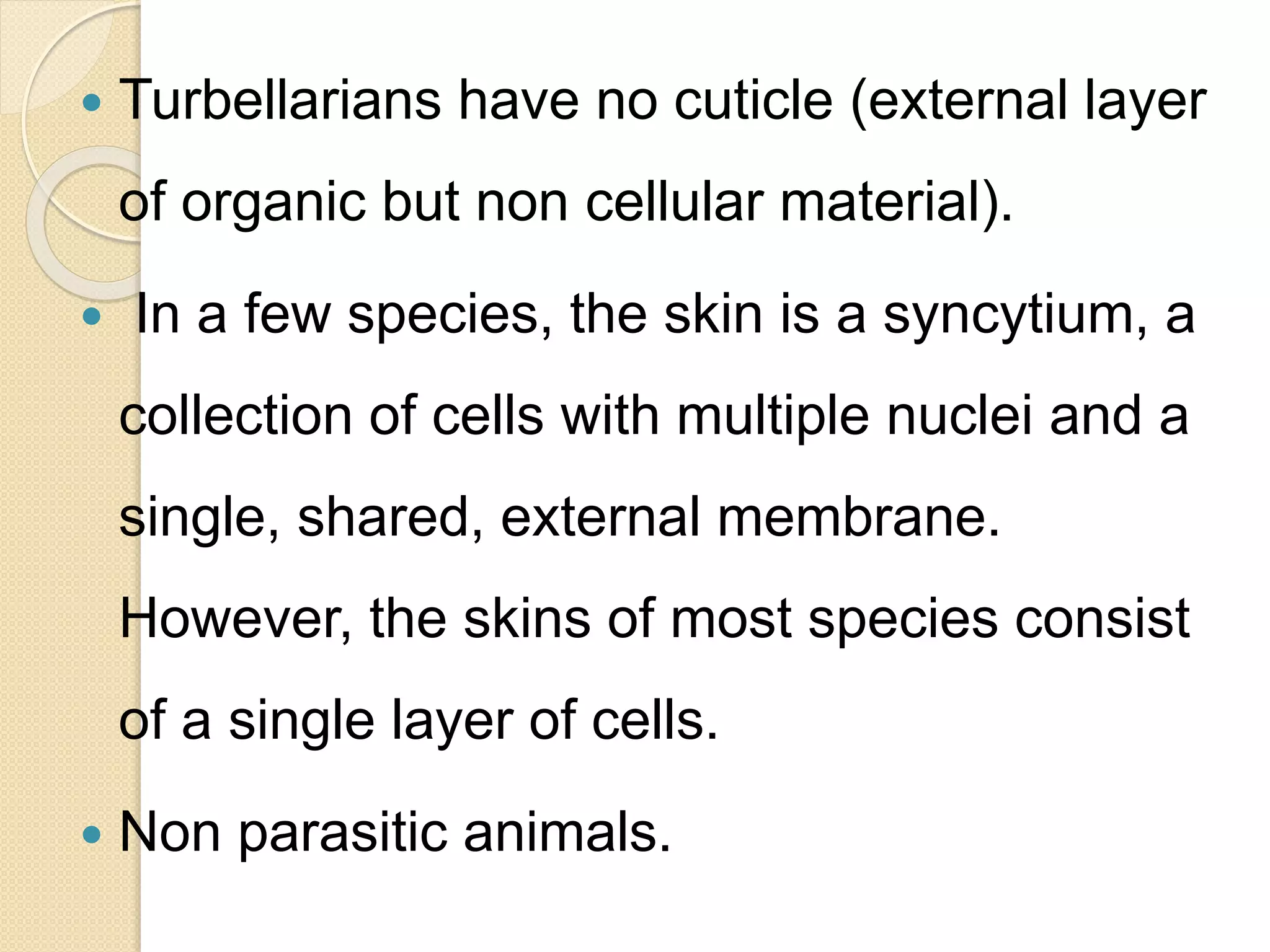  Turbellarians have no cuticle (external layer
of organic but non cellular material).
 In a few species, the skin is a syncytium, a
collection of cells with multiple nuclei and a
single, shared, external membrane.
However, the skins of most species consist
of a single layer of cells.
 Non parasitic animals.
 