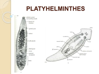 PLATYHELMINTHES
 