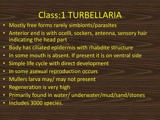 Class:1 TURBELLARIA
• Mostly free forms rarely simbionts/parasites
• Anterior end is with ocelli, sockers, antenna, sensory hair
indicating the head part
• Body has ciliated epidermis with rhabdite structure
• In some mouth is absent. If present it is on ventral side
• Simple life cycle with direct development
• In some asexual reproduction occurs
• Mullers larva may/ may not present
• Regeneration is very high
• Primarily found in water/ underwater/mud/sand/stones
• Includes 3000 species.
 