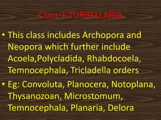 Class:1 TURBELLARIA
• This class includes Archopora and
Neopora which further include
Acoela,Polycladida, Rhabdocoela,
Temnocephala, Tricladella orders
• Eg: Convoluta, Planocera, Notoplana,
Thysanozoan, Microstomum,
Temnocephala, Planaria, Delora
 