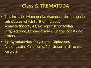 Class :2 TREMATODA
• This includes Monogenia, Aspedobothria, digenia
sub classes which further includes
Monopisthocotylea, Polyopithsthocotylea,
Strigeatiodea, Echinostomida, Epitheliocestidae
orders.
• Eg: Gyrodactylus, Polystoma, Diplozoon,
Aspidogaster, Catelopsis, Schistosoma, Strugea,
Fasciola.
 