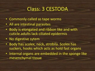 Class: 3 CESTODA
• Commonly called as tape worms
• All are intestinal parasites
• Body is elongated and ribbon like and with
cuticle.adults lack ciliated epidermis
• No digestive sytem
• Body has scolex, neck, strobila. Scolex has
suckers, hooks which acts as hold fast organs
• Internal organs are embedded in the sponge like
mesenchymal tissue
 