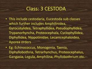 Class: 3 CESTODA
• This include cestodaria, Eucestoda sub classes
which further includes Amphilinidea,
Gyrocotylidea, Tetraphyllidea, Pseudophyllidea,
Trypanorhyncha, Proteocephala, Cyclophyllidea,
Diphyllidea, Nippotinidae, Lecanicephaloidea,
Aporea orders
• Eg: Echinococcus, Monogenia, Taenia,
Diphyllobothria, Tetrarhynchus, Proteocephalus,
Gangasia, Legula, Amphilina, Phyllobothrium etc.
 