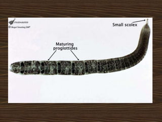Platyhelminthes
