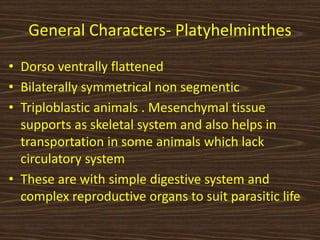 General Characters- Platyhelminthes
• Dorso ventrally flattened
• Bilaterally symmetrical non segmentic
• Triploblastic animals . Mesenchymal tissue
supports as skeletal system and also helps in
transportation in some animals which lack
circulatory system
• These are with simple digestive system and
complex reproductive organs to suit parasitic life
 
