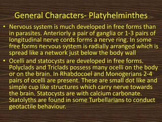 General Characters- Platyhelminthes
• Nervous system is much developed in free forms than
in parasites. Anteriorly a pair of ganglia or 1-3 pairs of
longitudinal nerve cords forms a nerve ring. In some
free forms nervous system is radially arranged which is
spread like a network just below the body wall
• Ocelli and statocysts are developed in free forms.
Polyclads and Triclads possess many ocelli on the body
or on the brain. In Rhabdocoel and Monogerians 2-4
pairs of ocelli are present. These are small dot like and
simple cup like structures which carry nerve towards
the brain. Statocysts are with calcium carbonate.
Statolyths are found in some Turbellarians to conduct
geotactile behaviour.
 