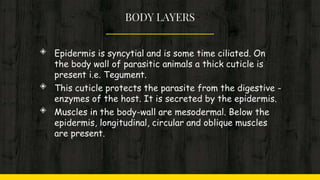 BODY LAYERS
◈ Epidermis is syncytial and is some time ciliated. On
the body wall of parasitic animals a thick cuticle is
present i.e. Tegument.
◈ This cuticle protects the parasite from the digestive -
enzymes of the host. It is secreted by the epidermis.
◈ Muscles in the body-wall are mesodermal. Below the
epidermis, longitudinal, circular and oblique muscles
are present.
 