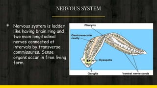 NERVOUS SYSTEM
◈ Nervous system is ladder
like having brain ring and
two main longitudinal
nerves connected at
intervals by transverse
commissures. Sense
organs occur in free living
form.
 