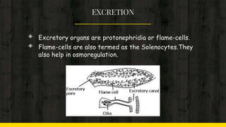 EXCRETION
◈ Excretory organs are protonephridia or flame-cells.
◈ Flame-cells are also termed as the Solenocytes.They
also help in osmoregulation.
 