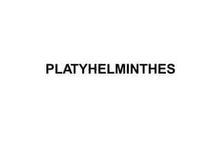 PLATYHELMINTHES
 