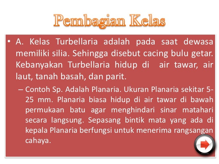 Contoh Sistem Gerak Hewan Invertebrata - Contoh Mute