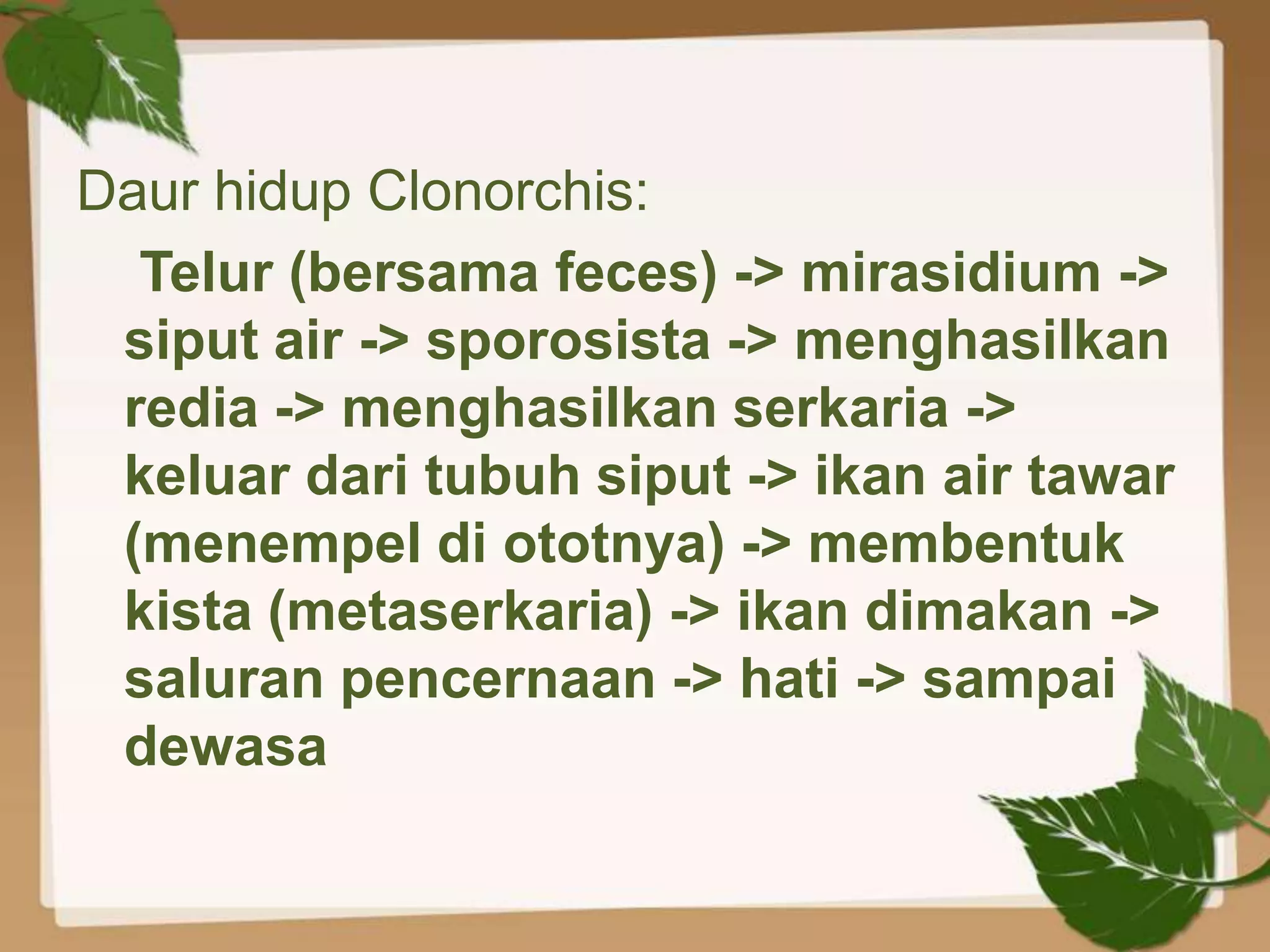Daur hidup Clonorchis:
  Telur (bersama feces) -> mirasidium ->
 siput air -> sporosista -> menghasilkan
 redia -> menghasilkan serkaria ->
 keluar dari tubuh siput -> ikan air tawar
 (menempel di ototnya) -> membentuk
 kista (metaserkaria) -> ikan dimakan ->
 saluran pencernaan -> hati -> sampai
 dewasa
 