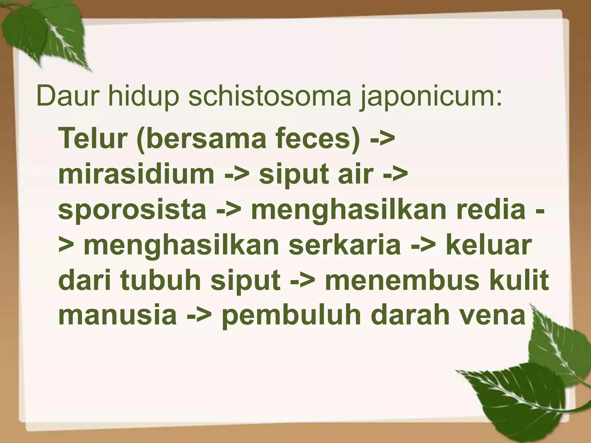 Daur hidup schistosoma japonicum:
 Telur (bersama feces) ->
 mirasidium -> siput air ->
 sporosista -> menghasilkan redia -
 > menghasilkan serkaria -> keluar
 dari tubuh siput -> menembus kulit
 manusia -> pembuluh darah vena
 