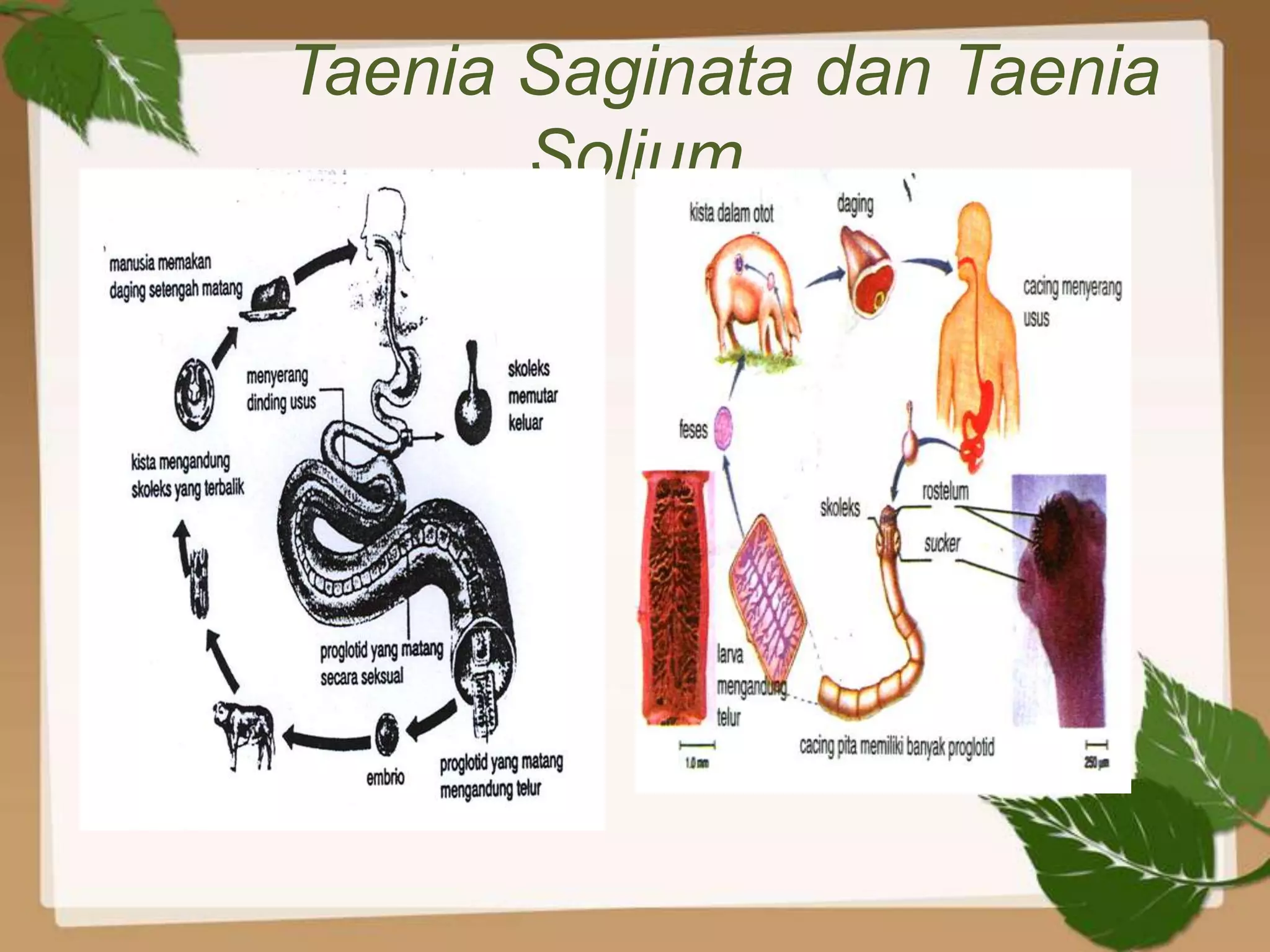Taenia Saginata dan Taenia
       Solium
 
