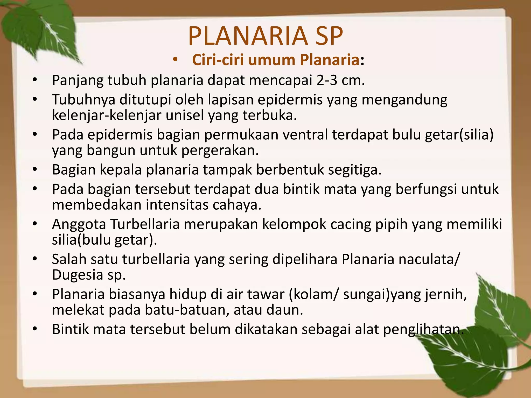 PLANARIA SP
                    • Ciri-ciri umum Planaria:
• Panjang tubuh planaria dapat mencapai 2-3 cm.
• Tubuhnya ditutupi oleh lapisan epidermis yang mengandung
  kelenjar-kelenjar unisel yang terbuka.
• Pada epidermis bagian permukaan ventral terdapat bulu getar(silia)
  yang bangun untuk pergerakan.
• Bagian kepala planaria tampak berbentuk segitiga.
• Pada bagian tersebut terdapat dua bintik mata yang berfungsi untuk
  membedakan intensitas cahaya.
• Anggota Turbellaria merupakan kelompok cacing pipih yang memiliki
  silia(bulu getar).
• Salah satu turbellaria yang sering dipelihara Planaria naculata/
  Dugesia sp.
• Planaria biasanya hidup di air tawar (kolam/ sungai)yang jernih,
  melekat pada batu-batuan, atau daun.
• Bintik mata tersebut belum dikatakan sebagai alat penglihatan.
 
