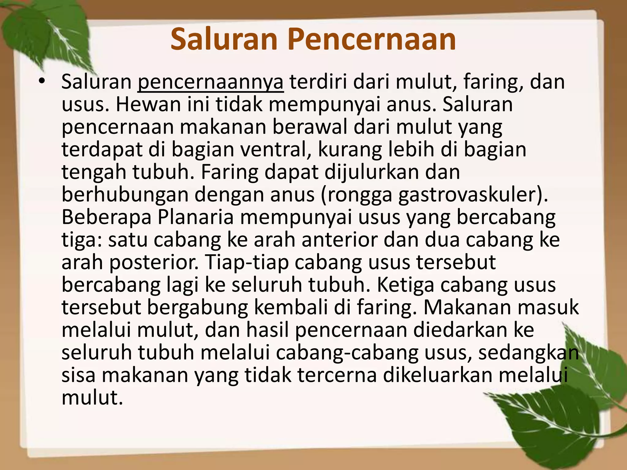 Saluran Pencernaan
• Saluran pencernaannya terdiri dari mulut, faring, dan
  usus. Hewan ini tidak mempunyai anus. Saluran
  pencernaan makanan berawal dari mulut yang
  terdapat di bagian ventral, kurang lebih di bagian
  tengah tubuh. Faring dapat dijulurkan dan
  berhubungan dengan anus (rongga gastrovaskuler).
  Beberapa Planaria mempunyai usus yang bercabang
  tiga: satu cabang ke arah anterior dan dua cabang ke
  arah posterior. Tiap-tiap cabang usus tersebut
  bercabang lagi ke seluruh tubuh. Ketiga cabang usus
  tersebut bergabung kembali di faring. Makanan masuk
  melalui mulut, dan hasil pencernaan diedarkan ke
  seluruh tubuh melalui cabang-cabang usus, sedangkan
  sisa makanan yang tidak tercerna dikeluarkan melalui
  mulut.
 