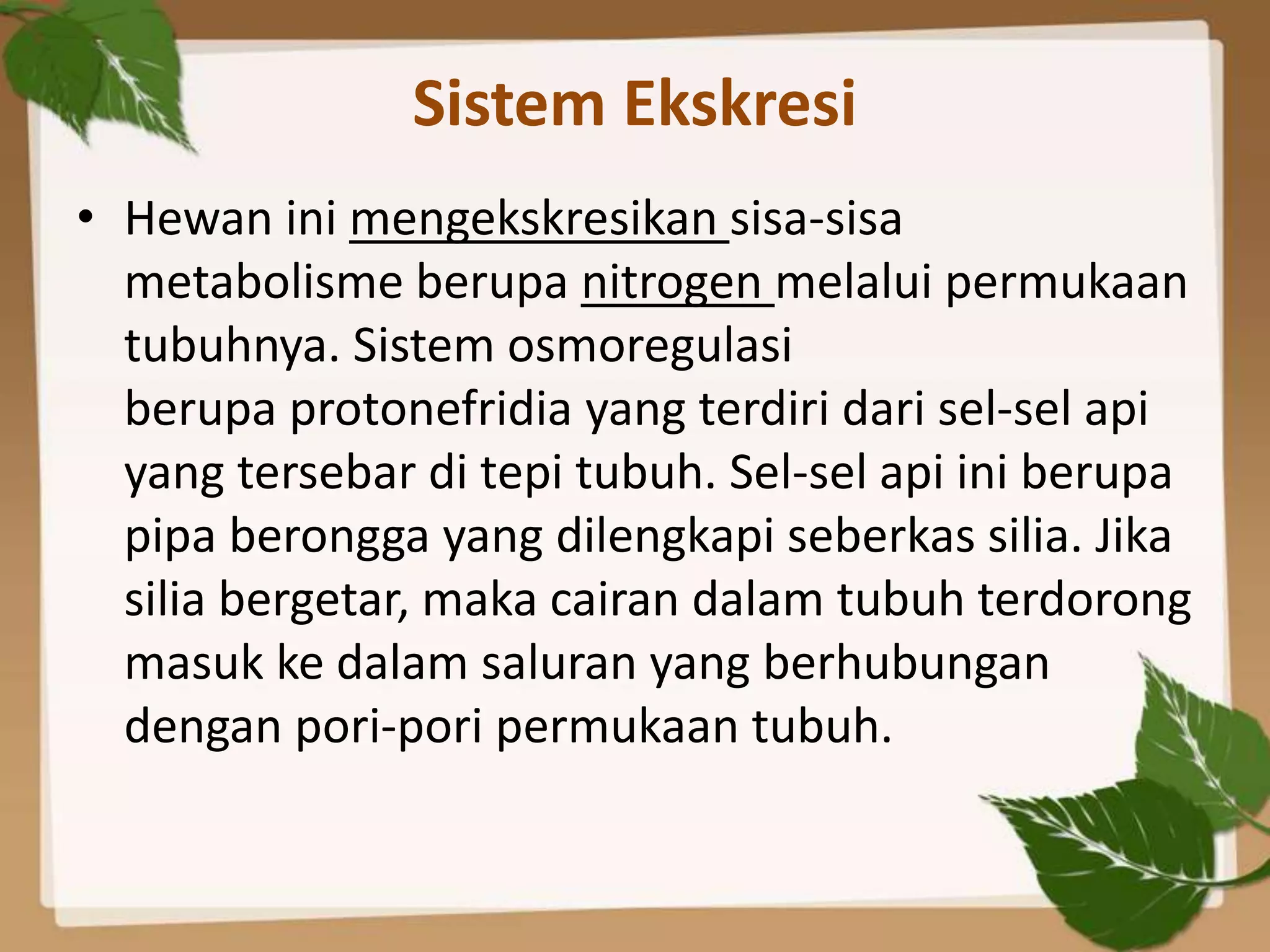 Sistem Ekskresi
• Hewan ini mengekskresikan sisa-sisa
  metabolisme berupa nitrogen melalui permukaan
  tubuhnya. Sistem osmoregulasi
  berupa protonefridia yang terdiri dari sel-sel api
  yang tersebar di tepi tubuh. Sel-sel api ini berupa
  pipa berongga yang dilengkapi seberkas silia. Jika
  silia bergetar, maka cairan dalam tubuh terdorong
  masuk ke dalam saluran yang berhubungan
  dengan pori-pori permukaan tubuh.
 