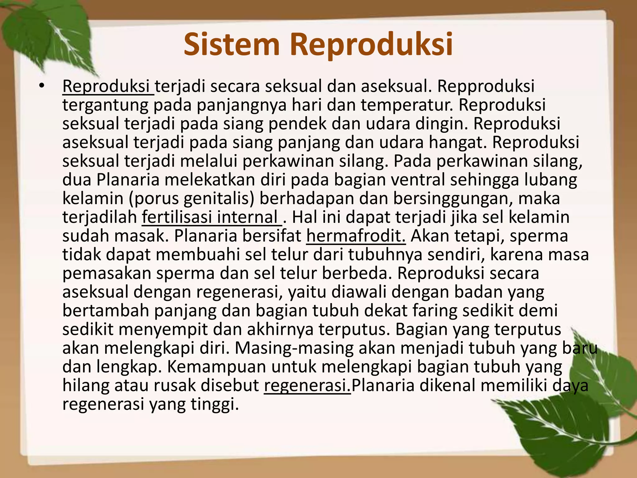 Sistem Reproduksi
• Reproduksi terjadi secara seksual dan aseksual. Repproduksi
  tergantung pada panjangnya hari dan temperatur. Reproduksi
  seksual terjadi pada siang pendek dan udara dingin. Reproduksi
  aseksual terjadi pada siang panjang dan udara hangat. Reproduksi
  seksual terjadi melalui perkawinan silang. Pada perkawinan silang,
  dua Planaria melekatkan diri pada bagian ventral sehingga lubang
  kelamin (porus genitalis) berhadapan dan bersinggungan, maka
  terjadilah fertilisasi internal . Hal ini dapat terjadi jika sel kelamin
  sudah masak. Planaria bersifat hermafrodit. Akan tetapi, sperma
  tidak dapat membuahi sel telur dari tubuhnya sendiri, karena masa
  pemasakan sperma dan sel telur berbeda. Reproduksi secara
  aseksual dengan regenerasi, yaitu diawali dengan badan yang
  bertambah panjang dan bagian tubuh dekat faring sedikit demi
  sedikit menyempit dan akhirnya terputus. Bagian yang terputus
  akan melengkapi diri. Masing-masing akan menjadi tubuh yang baru
  dan lengkap. Kemampuan untuk melengkapi bagian tubuh yang
  hilang atau rusak disebut regenerasi.Planaria dikenal memiliki daya
  regenerasi yang tinggi.
 