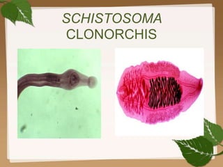 SCHISTOSOMA
CLONORCHIS
 