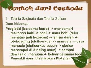 Contoh dari Cestoda
1. Taenia Saginata dan Taenia Solium
Daur hidupnya:
Proglotid (bersama feces) -> mencemari
   makanan ...
