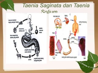 Taenia Saginata dan Taenia
       Solium
 