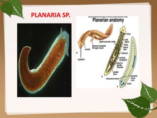 PLANARIA SP.
 