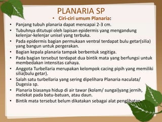 PLANARIA SP
                    • Ciri-ciri umum Planaria:
• Panjang tubuh planaria dapat mencapai 2-3 cm.
• Tubuhnya ditutupi oleh lapisan epidermis yang mengandung
  kelenjar-kelenjar unisel yang terbuka.
• Pada epidermis bagian permukaan ventral terdapat bulu getar(silia)
  yang bangun untuk pergerakan.
• Bagian kepala planaria tampak berbentuk segitiga.
• Pada bagian tersebut terdapat dua bintik mata yang berfungsi untuk
  membedakan intensitas cahaya.
• Anggota Turbellaria merupakan kelompok cacing pipih yang memiliki
  silia(bulu getar).
• Salah satu turbellaria yang sering dipelihara Planaria naculata/
  Dugesia sp.
• Planaria biasanya hidup di air tawar (kolam/ sungai)yang jernih,
  melekat pada batu-batuan, atau daun.
• Bintik mata tersebut belum dikatakan sebagai alat penglihatan.
 