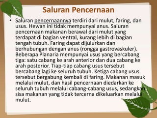 Saluran Pencernaan
• Saluran pencernaannya terdiri dari mulut, faring, dan
  usus. Hewan ini tidak mempunyai anus. Saluran
  pencernaan makanan berawal dari mulut yang
  terdapat di bagian ventral, kurang lebih di bagian
  tengah tubuh. Faring dapat dijulurkan dan
  berhubungan dengan anus (rongga gastrovaskuler).
  Beberapa Planaria mempunyai usus yang bercabang
  tiga: satu cabang ke arah anterior dan dua cabang ke
  arah posterior. Tiap-tiap cabang usus tersebut
  bercabang lagi ke seluruh tubuh. Ketiga cabang usus
  tersebut bergabung kembali di faring. Makanan masuk
  melalui mulut, dan hasil pencernaan diedarkan ke
  seluruh tubuh melalui cabang-cabang usus, sedangkan
  sisa makanan yang tidak tercerna dikeluarkan melalui
  mulut.
 
